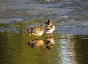 13 mallards (Winter Does Not Want to Let Go.)