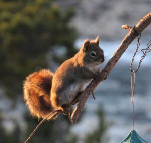 13 squirrel 1 (Winter Does Not Want to Let Go.)