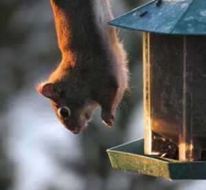 15 squirrel 3 (Winter Does Not Want to Let Go.)