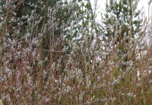 2 pussy willows (Winter Does Not Want to Let Go.)