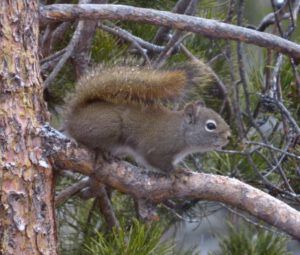 2 squirrel (Already Into April)