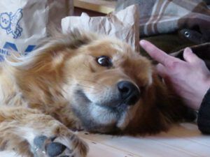 22 Harry (Spring Migration)