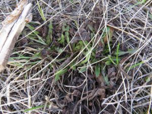 3 dandelions (Winter Does Not Want to Let Go.)