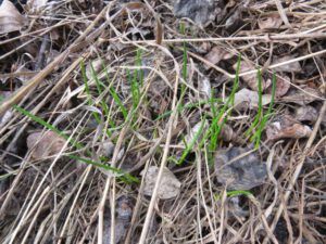 4 chives (Winter Does Not Want to Let Go.)