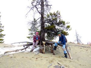 5 Spider tree (Already Into April)