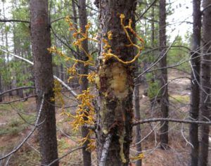 5 mistletoe (Winter Does Not Want to Let Go.)