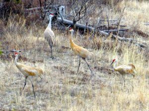 7 cranes (Winter Does Not Want to Let Go.)