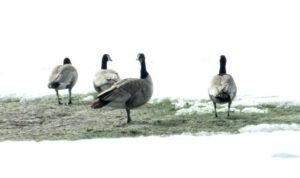 7 standing geese (Spring Migration)