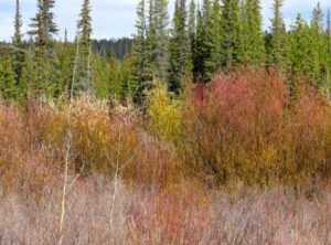 1 colour in bushes (More Volunteers)