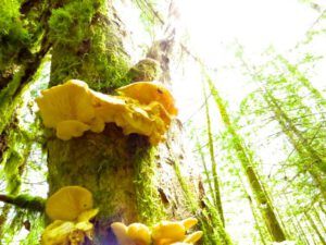 10. Fungus (Down The Hill)