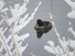 11 F barrows goldeneye (Mini Heatwave)