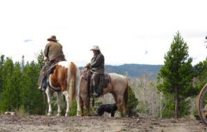 11 looking for bulls 1 (More Volunteers)