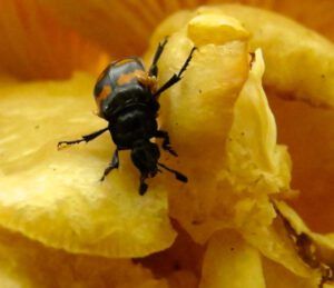 11. Beetle (Down The Hill)