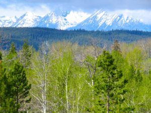 11. Clearing (GREEN!)