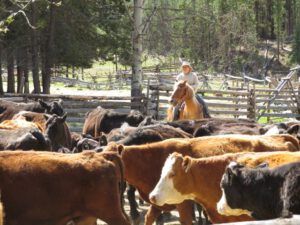 12 rounding up cows (2014 Cattle Drive Party)