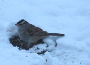 12 white crowned sp (Mini Heatwave)