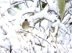 13 gold crowned sp (Mini Heatwave)