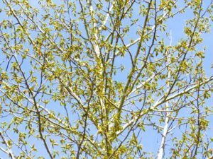 13. Cottonwood. (GREEN!)