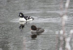 14 pr barrows goldeneye (Mini Heatwave)