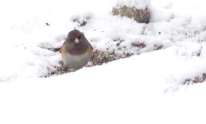 14a junco (Mini Heatwave)