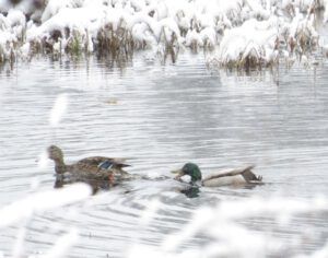 15 mallards (Mini Heatwave)