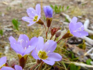 16 b jacobs ladder (GREEN!)