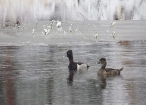 16 ringnecked ducks (Mini Heatwave)