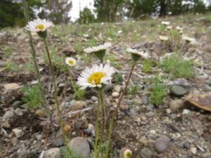 16a fleabanes (GREEN!)