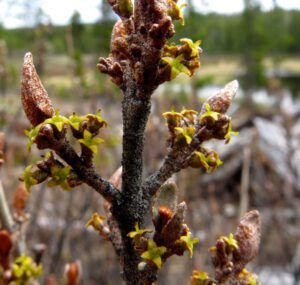 16c soopollalie (GREEN!)