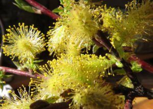 16e. Golden willow (GREEN!)