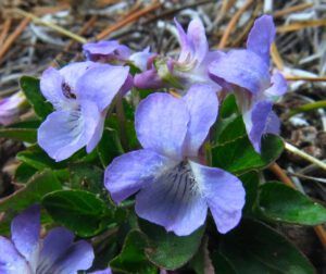 16f violets (GREEN!)