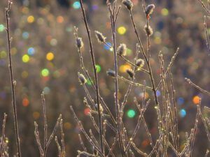 19 pussy willow lights (Mini Heatwave)