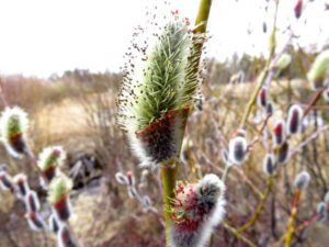 2 pusy willows out (Mini Heatwave)