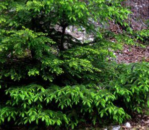 3 fir and hemlock (Down The Hill)