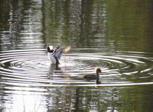 3 hooded mergansers (More Volunteers)