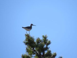 4 gr yellowlegsIMG_7068 (Mini Heatwave)