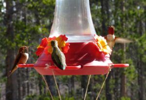 5 hummers (Mini Heatwave)