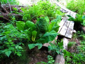 6 BoardwalkIMG_7379 (Down The Hill)