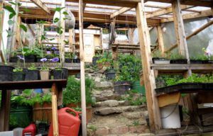 7 greenhouse interior (2014 Cattle Drive Party)