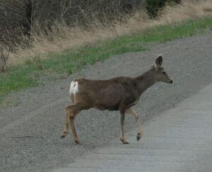 8 mule deer (Mini Heatwave)