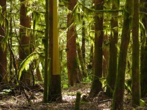 9. Culturally modified trees.IMG_7390 (Down The Hill)