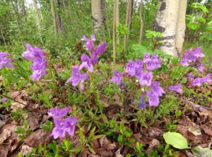 10 penstemon (The Longest Day)
