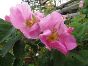 11 wild rose (The Longest Day)