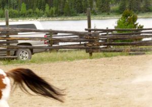 12 tail (Tatla Lake Gymkhana)