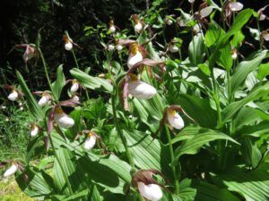 14 ladyslippers (More Green)
