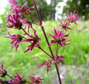 14b female meadowrue (The Longest Day)