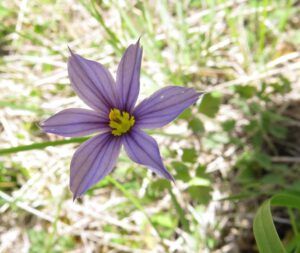 15 blue-eyed grass (Summer Has Arrived)
