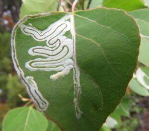 15 leaf miner 1 (The Longest Day)