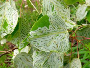 16 leaf miner 2 (The Longest Day)