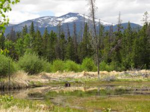 16 upper pond (Summer Has Arrived)
